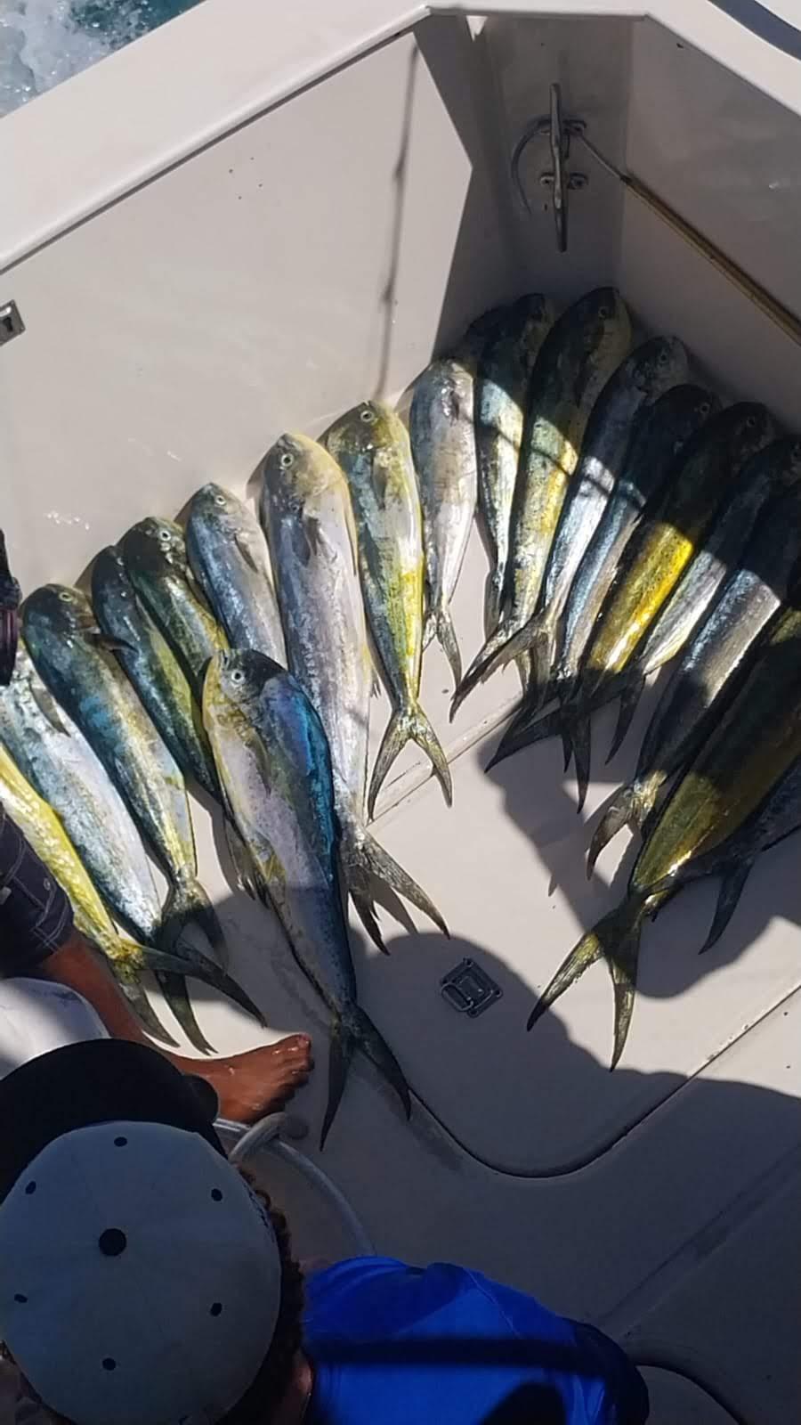 Tony Ferreira's Wahoo & Tuna catch